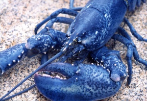 blauwe kreeft (blue lobster) | Prince Edward Island